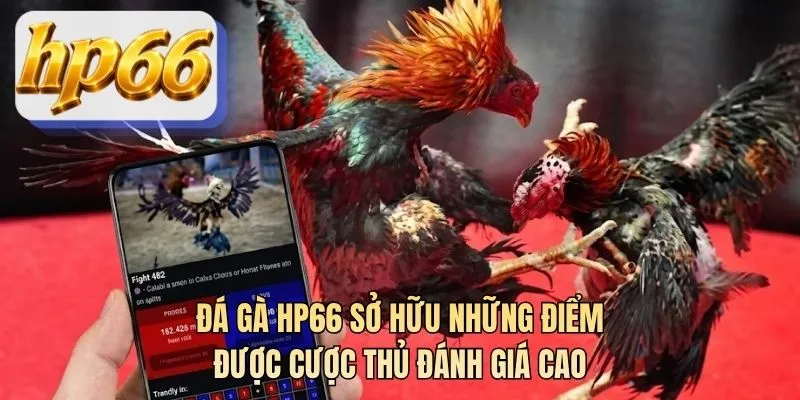 Đá gà HP66 sở hữu những điểm được cược thủ đánh giá cao