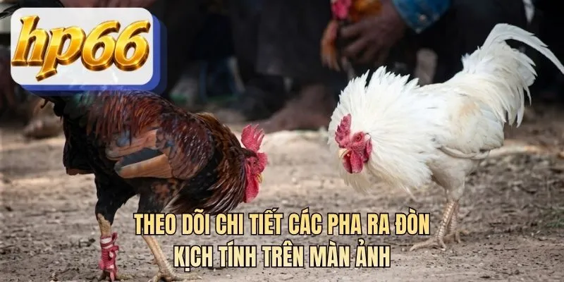 Theo dõi chi tiết các pha ra đòn kịch tính trên màn ảnh